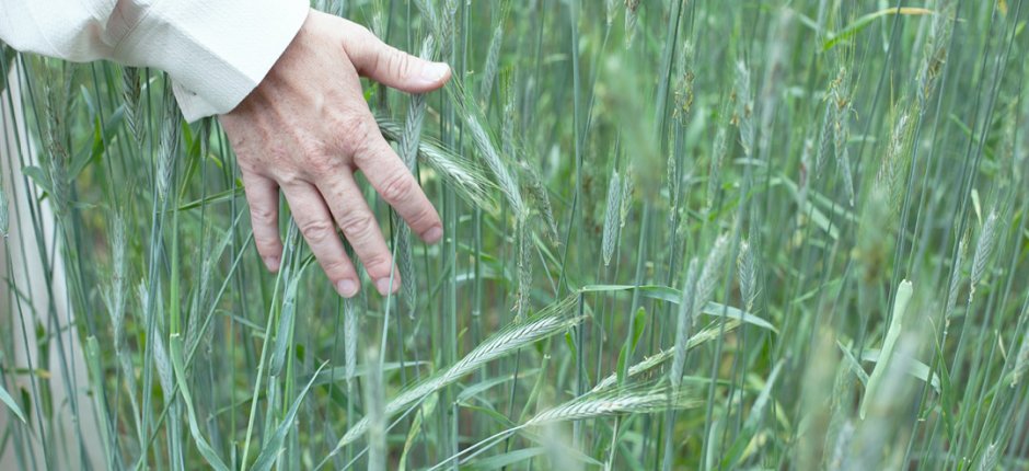 Hand with white dress sleeves stroking green straws on a meadow