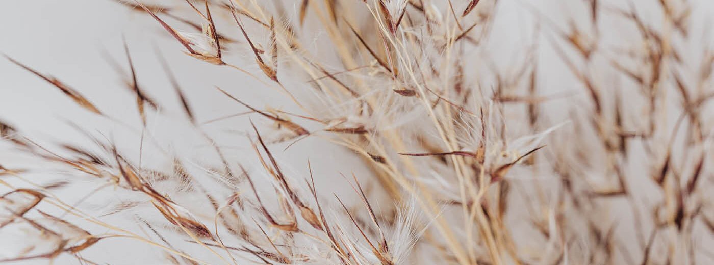 Nærbilde av skjøre brune strå