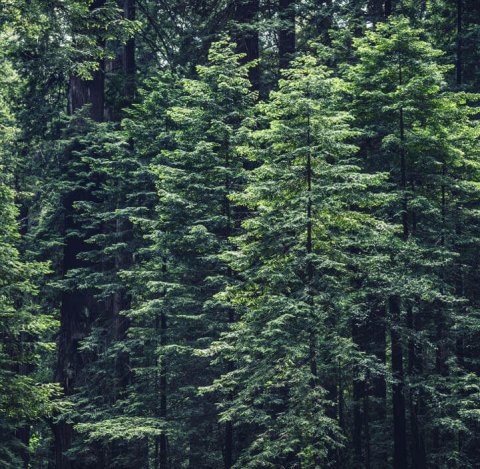 Skog med grønne furutrær